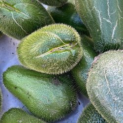 Chayotes Reventados To Grow 