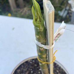 Plumeria plant red flowers