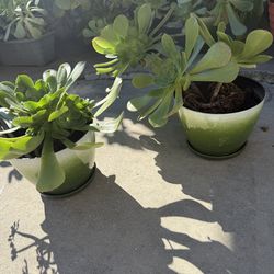 Ea $10 Saculants plants in new container