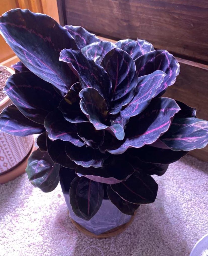 Potted Houseplant- Calathea black rose “dottie”