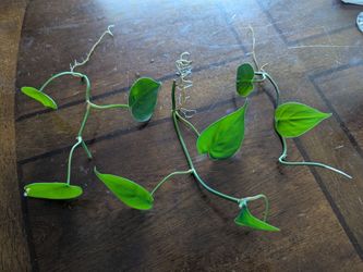 Heartleaf philodendron Plant Cuttings with Roots 🔺($2 each)