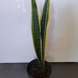 Snake Plant 
