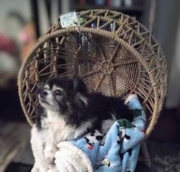 Pet Patio Chair