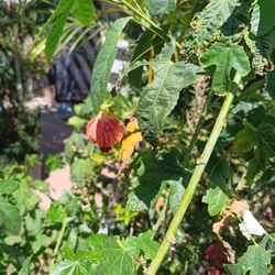 Lámpara China (Chinese Lantern) Plant