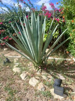 Maguey tequilero