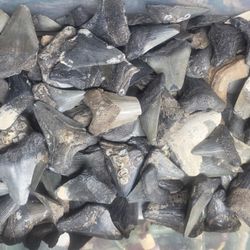 Fossil Megalodon Tooth Small Size Jewelry Making 