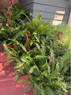 Lots of Boston Ferns/ Fishbone Ferns for $15 each
