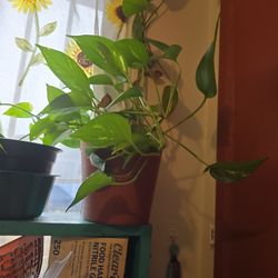Pothos Plant