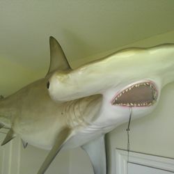 112 Inch (9 ft 4 in) Golden Hammerhead Shark Mount  (gray taxidermy)