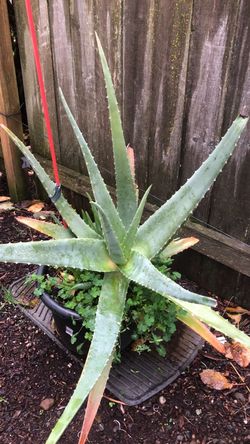 Three Year Old Aloe Plant
