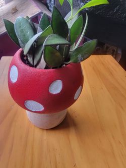 Hoya rosita