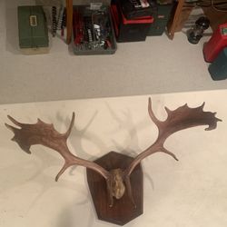 Small MOOSE Antler Rack, 30”Spread