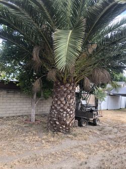 Huge Palm Tree 🌴 