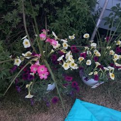 Flower Pots Beautiful Variety Of Color