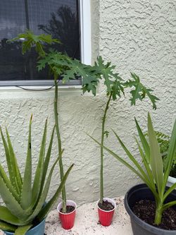 2 papaya plants for 5$
