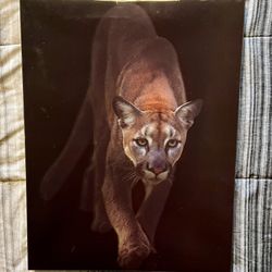3D Mountain Lion
