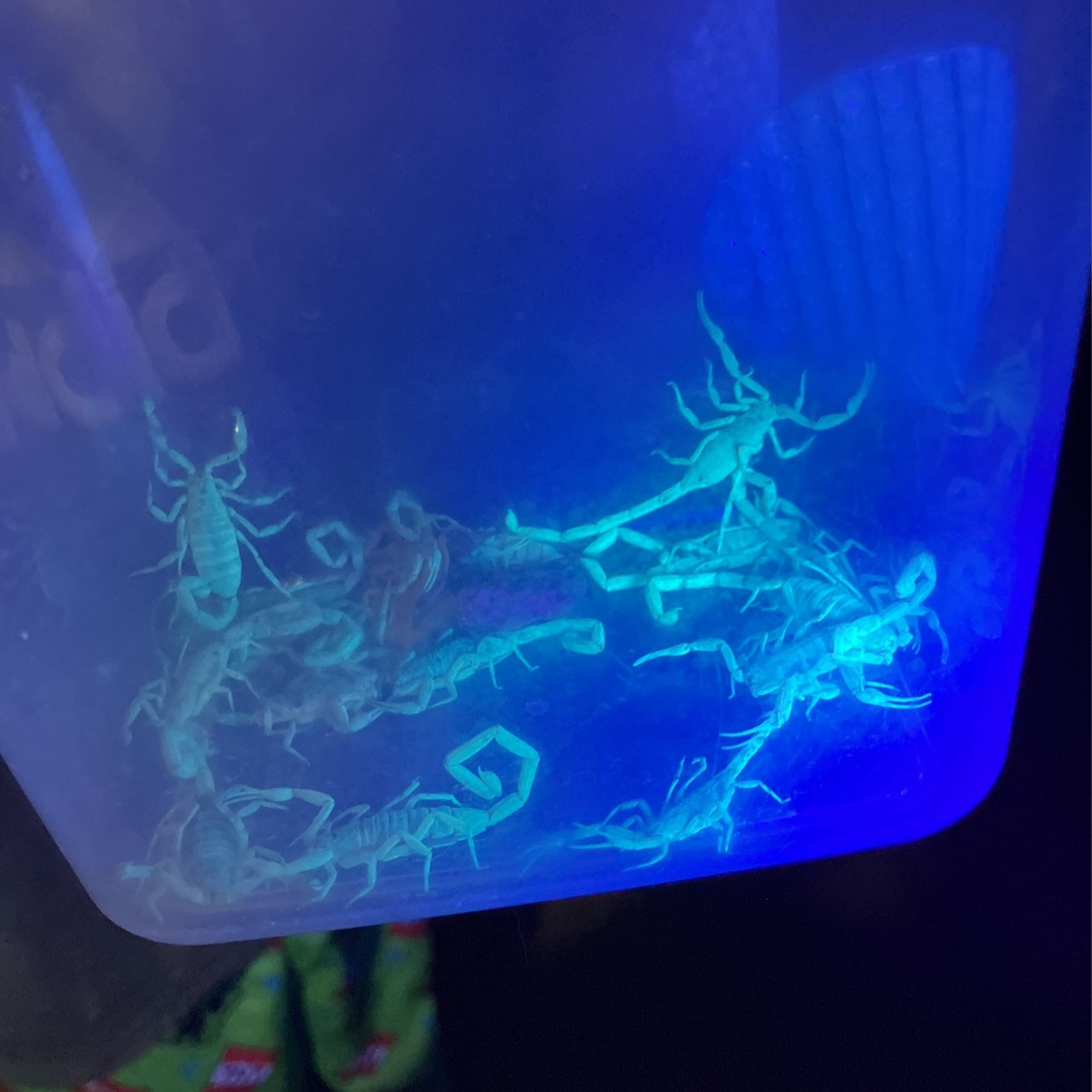 Scorpion Hunting Business