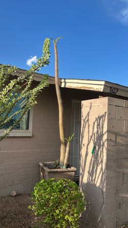 Ocotillo y cactus