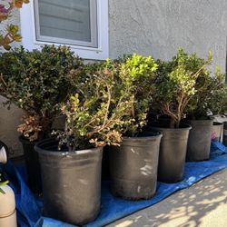 Boxwood, Jade Plants and Other Succulents 