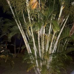 Palm tree