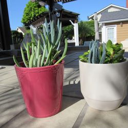 Set Of Rose & Beige Color Garden Pots With Succulents