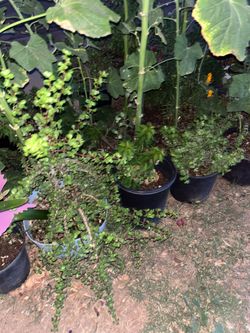 Come on down to buy some plants today