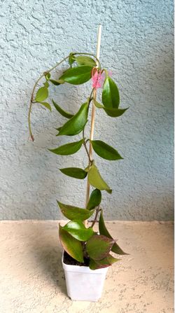 Hoya  sunrise plant