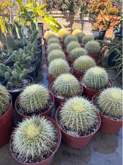 Golden barrel cactus