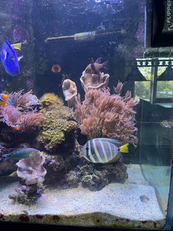 Saltwater Aquarium with fish and corals