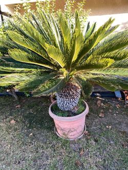 Palm