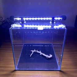Fish Tank 