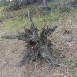 2 Landscaping Stumps.