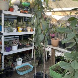 Árbol De Aguacate 🥑 