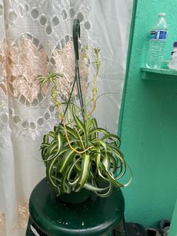 Spider plant