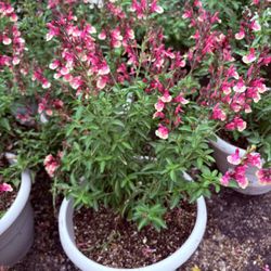 Salvias