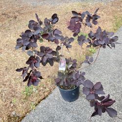 Purple Smoke Bush-Cotinus