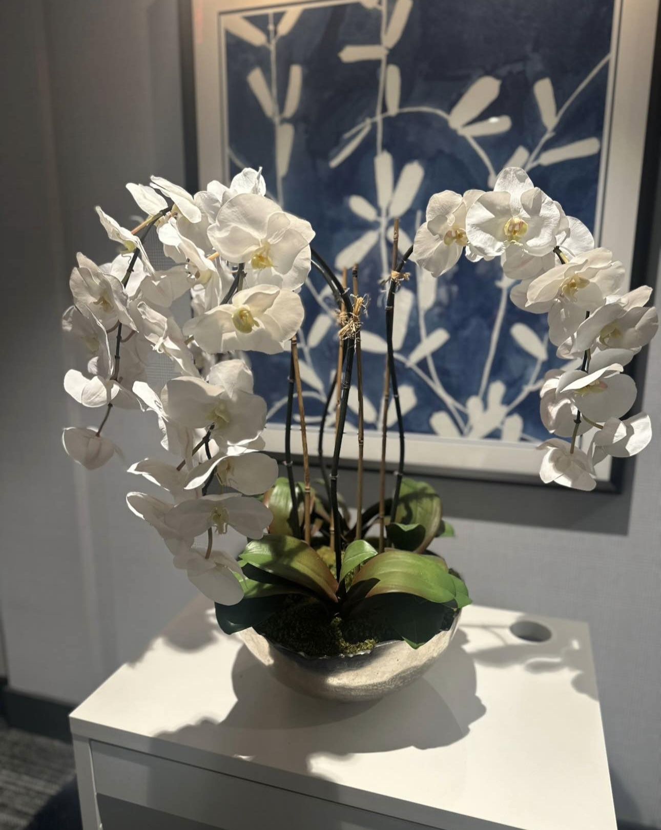 Beautiful Decorative Orchid Plant