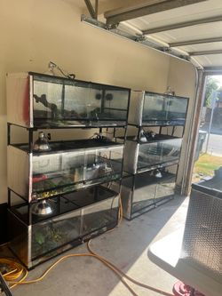 GREAT REPTILE DEAL OR INDIVIDUAL