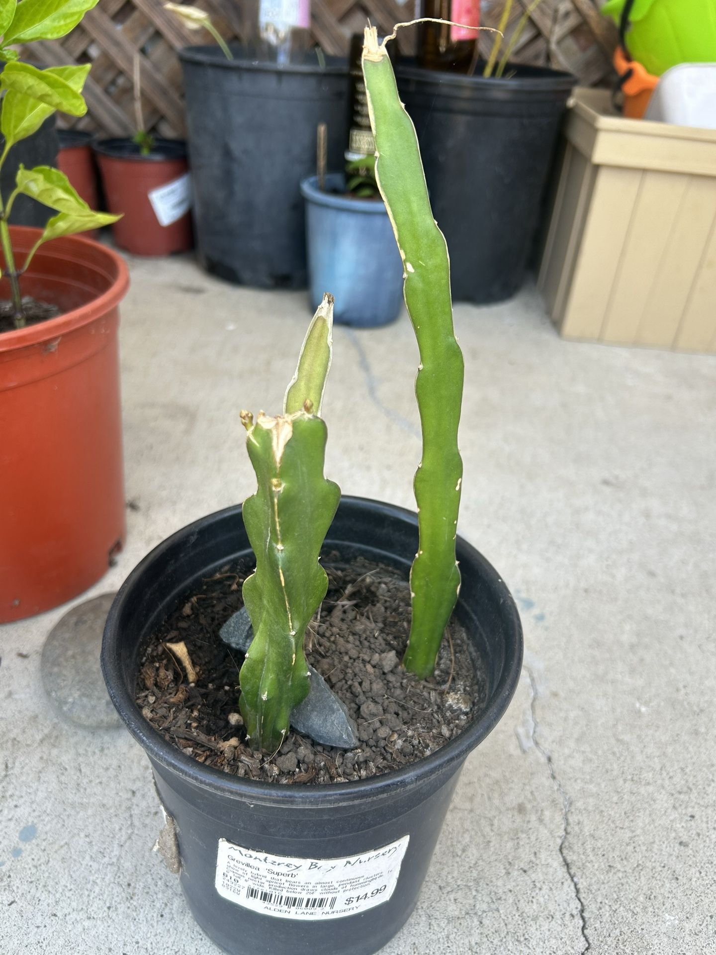 Dragon Fruit