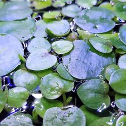 Frogbit Floating Aquarium Or Pond
