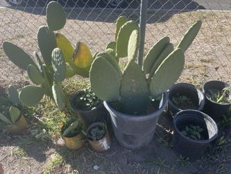 Nopales $5to $30