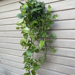 10 “ jade pothos 54” long 