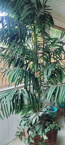 Patio  tree
