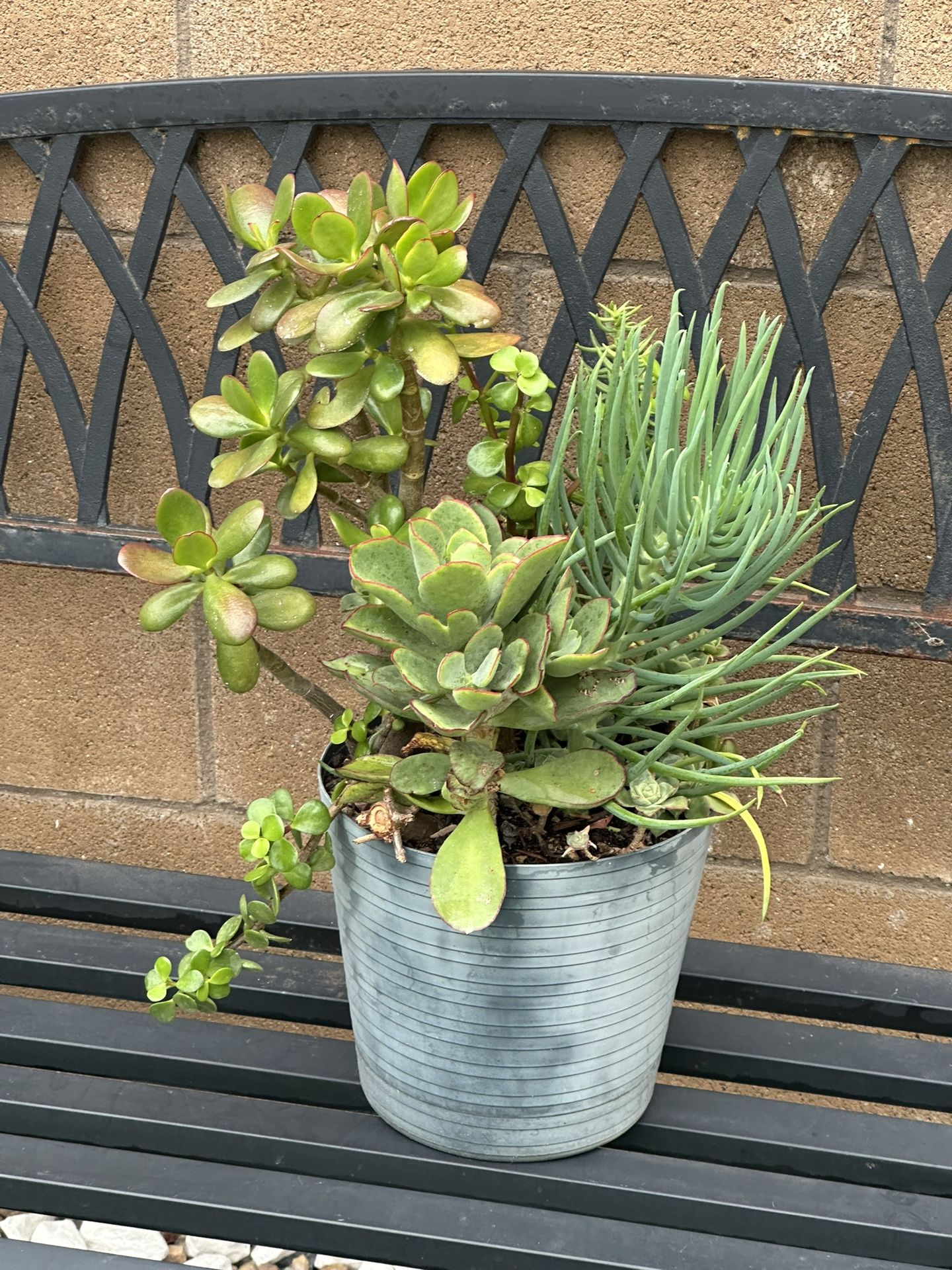 Assorted Succulent Plants