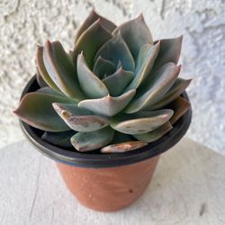 4  Inch Pot Succulent Plant - Echeveria Pulidonis  - Pulido's Echeveria - Rooted & Established - Drought Resistant - 🪴