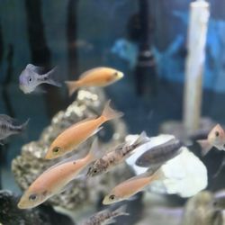 Fish Tank Items Aquarium 