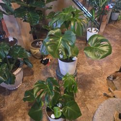 Gorgeous Monstera Plants In 10in Pots With White Stones