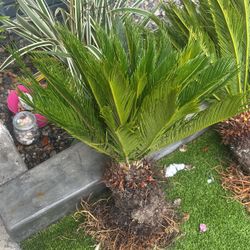 Sago Palm