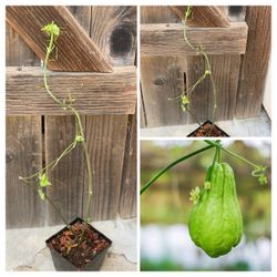 Organic Chayote Choko Vegetable Live Plant Cash only