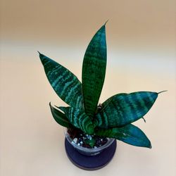 Snake Plant